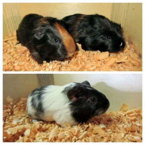 Cavia beertjes te koop!!
