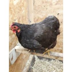 Te koop wyandotte choclait kriel