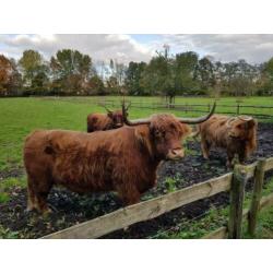 Schotse Hooglanders.