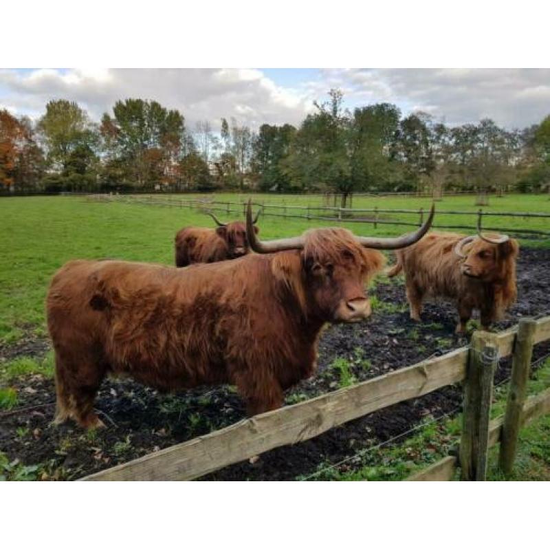 Schotse Hooglanders.