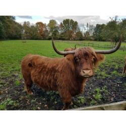 Schotse Hooglanders.