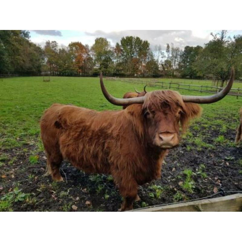 Schotse Hooglanders.