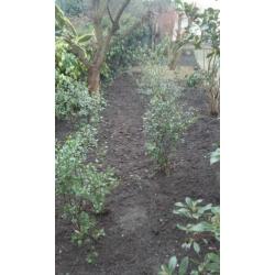 Ervaren tuinman met professionele gereedschap