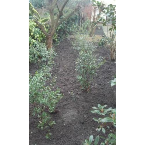 Ervaren tuinman met professionele gereedschap