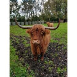 Schotse Hooglanders.