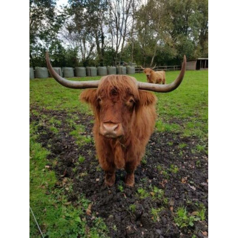 Schotse Hooglanders.