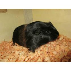 Cavia beertjes te koop!!