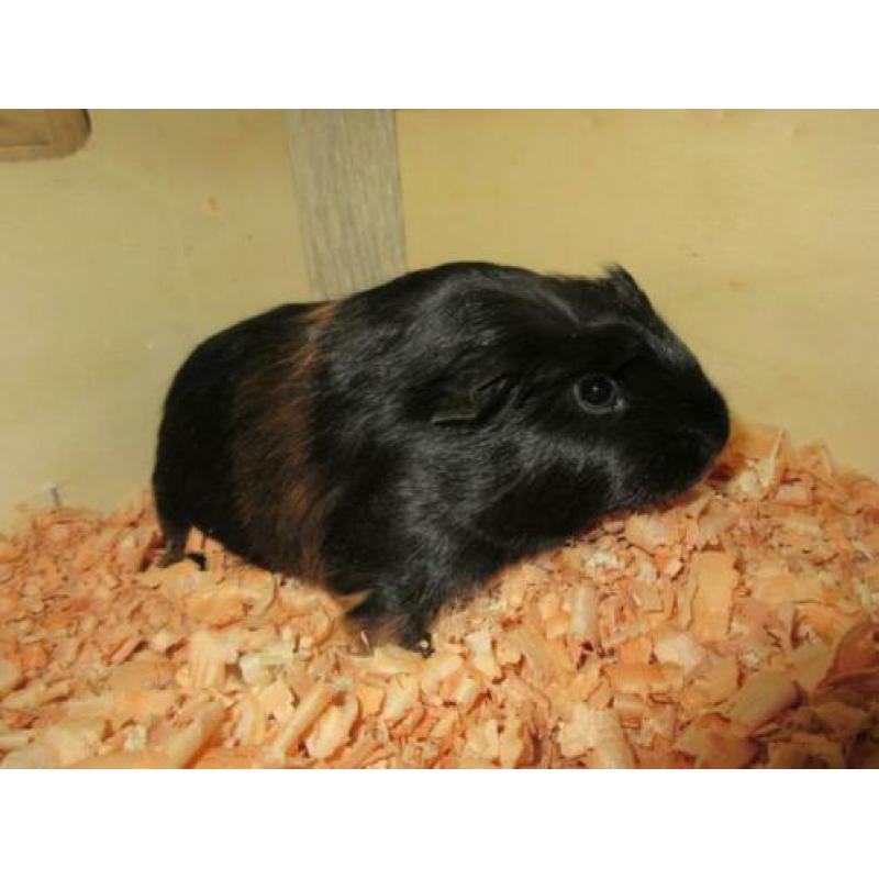 Cavia beertjes te koop!!