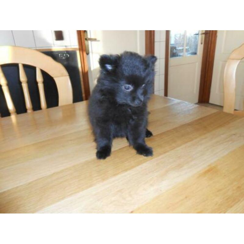 hele mooie zwarte dwergkees, pup, keeshondje, pomeriaan pup