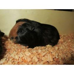 Cavia beertjes te koop!!