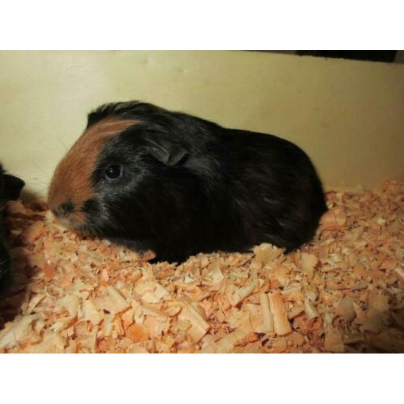 Cavia beertjes te koop!!