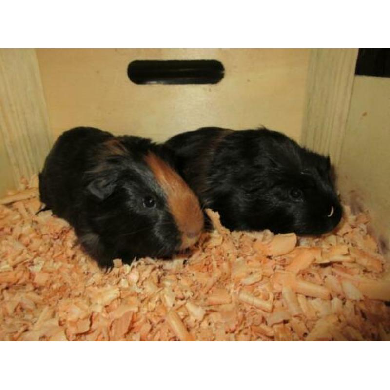 Cavia beertjes te koop!!