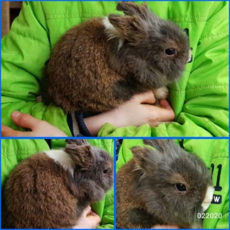 Teddydwerg teddy kleurdwerg loffelohr lionhead konijntjes