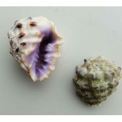 Schelpen