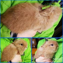 Teddydwerg teddy kleurdwerg loffelohr lionhead konijntjes