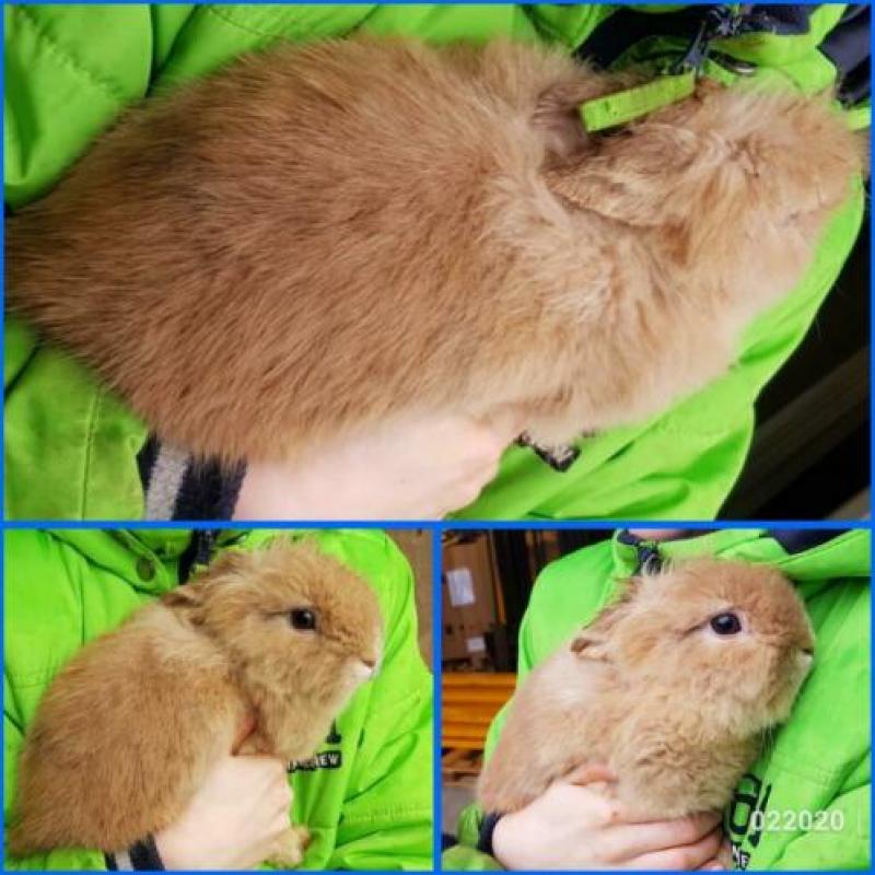 Teddydwerg teddy kleurdwerg loffelohr lionhead konijntjes