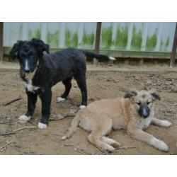 Lieve pup Mex leuke kruising ter adoptie