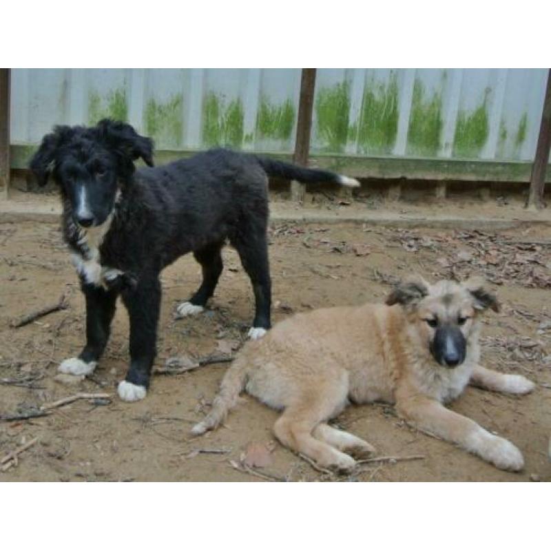 Lieve pup Mex leuke kruising ter adoptie