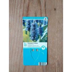 Vijverplant blauw snoekkruid