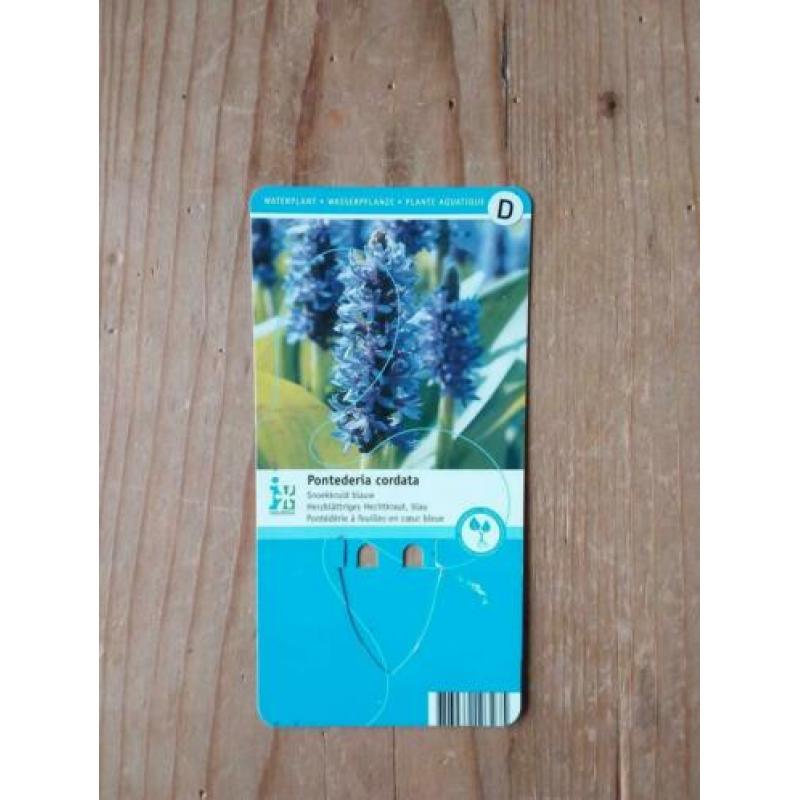 Vijverplant blauw snoekkruid