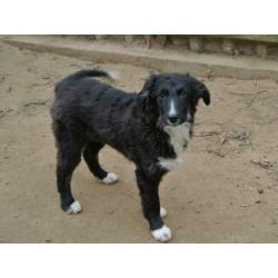Lieve pup Mex leuke kruising ter adoptie