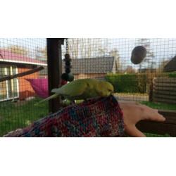 Tamme grasparkiet Lilly & haar vriendje Sydney (goed thuis)