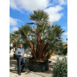 Chamaerops Humilis - Europese Dwergpalm 300-400cm art14373