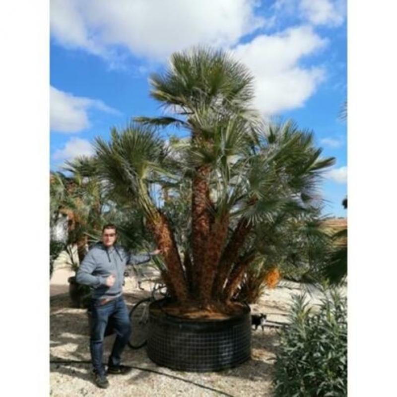 Chamaerops Humilis - Europese Dwergpalm 300-400cm art14373
