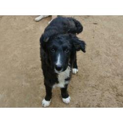 Lieve pup Mex leuke kruising ter adoptie