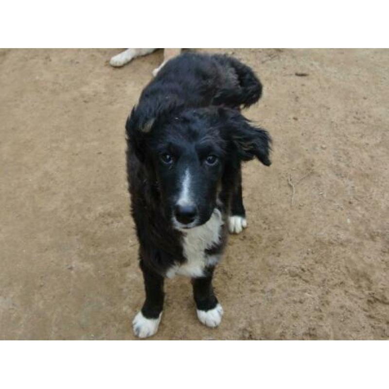 Lieve pup Mex leuke kruising ter adoptie