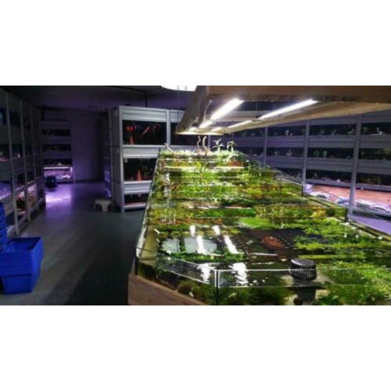 5 planten halen, 6e gratis, enorme keuze uit voorraad
