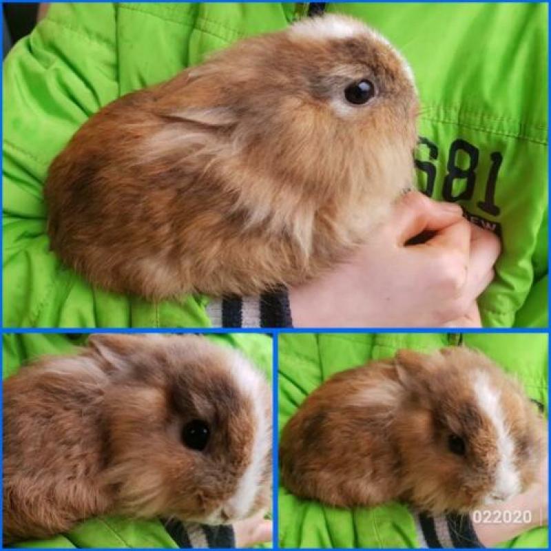 Teddydwerg teddy kleurdwerg loffelohr lionhead konijntjes