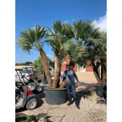 Chamaerops Humilis - Europese Dwergpalm 300-400cm art14373