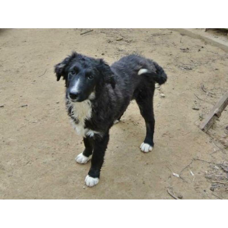 Lieve pup Mex leuke kruising ter adoptie