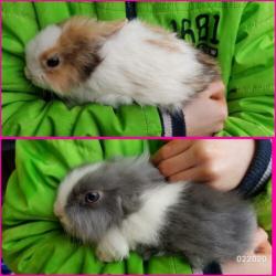 Teddydwerg teddy kleurdwerg loffelohr lionhead konijntjes