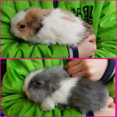 Teddydwerg teddy kleurdwerg loffelohr lionhead konijntjes