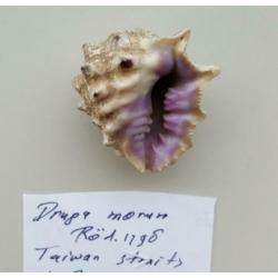 Schelpen