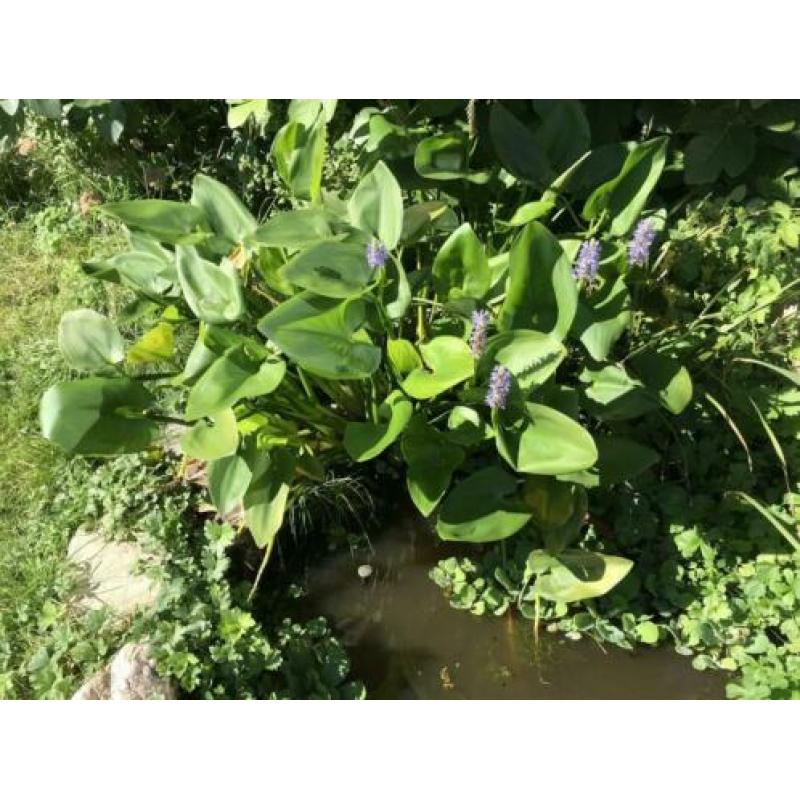 Vijverplant blauw snoekkruid
