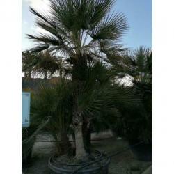 Chamaerops Humilis - Europese Dwergpalm 300-400cm art14373