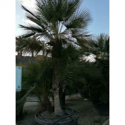 Chamaerops Humilis - Europese Dwergpalm 300-400cm art14373