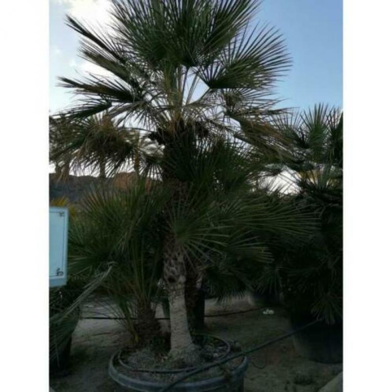 Chamaerops Humilis - Europese Dwergpalm 300-400cm art14373
