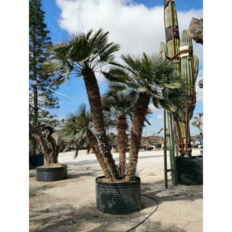 Chamaerops Humilis - Europese Dwergpalm 300-400cm art14373