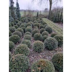 Groen blijvende bollen en kubussen van Taxus ,Ilex en Port