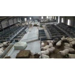 Zelfsluitend voerhek Veno hek voor schapen schapenhek hek