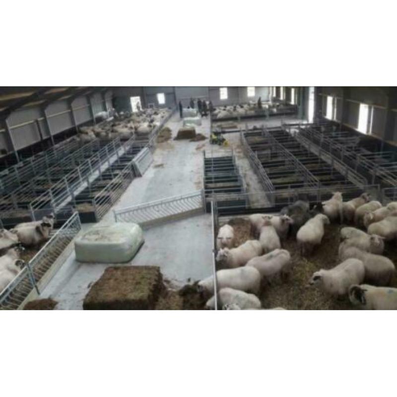 Zelfsluitend voerhek Veno hek voor schapen schapenhek hek