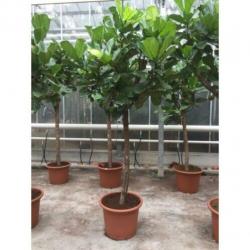 Ficus Lyrata - Vioolplant 440-450cm art27224