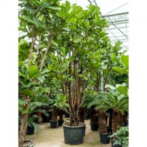 Ficus Lyrata - Vioolplant 440-450cm art27224