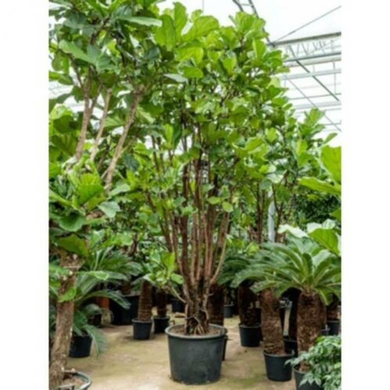 Ficus Lyrata - Vioolplant 440-450cm art27224