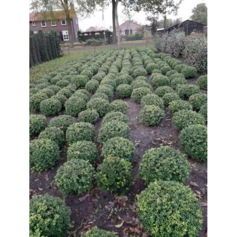 Groen blijvende bollen en kubussen van Taxus ,Ilex en Port