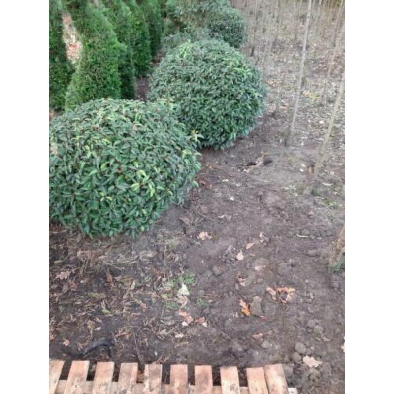 Groen blijvende bollen en kubussen van Taxus ,Ilex en Port